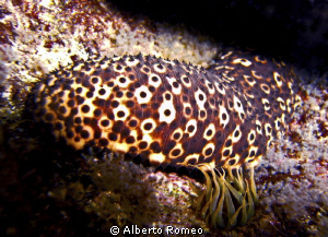 Portrait of a  yellowspotted seacucumber  "Holothuria for... by Alberto Romeo 